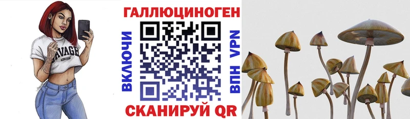 Купить  Голицыно  Галлюциногенные грибы Psilocybe 